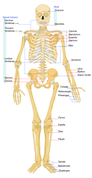 Beberapa Fakta Tentang Tulang Anda